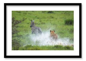 Lioness chases zebra across river in spray