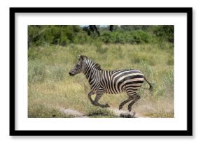 Zebra running in the Nkasa Rupara National Parks (was Mamili NP) in the Caprivi Strip in Namibia