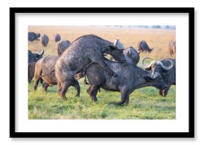 Mating Cape Buffalos at Sunrise