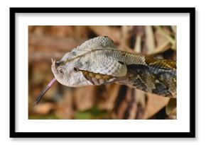 The Gaboon Viper (Bitis gabonica) is a venomous snake native to sub-Saharan Africa