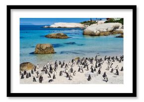 Boulders beach, South Africa's penguin beach