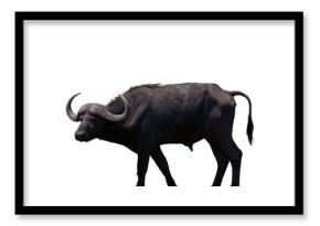 African buffalo isolated on white transparent, safari animal with horns