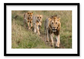 3 lions walk in the savannah
