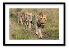3 lions in a row