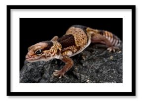 Fat-tail gecko (Hemitheconyx caudicinctus)
