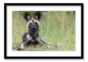 African Wild Dog playing, running and searching for food, in the Kruger National Park in South Africa