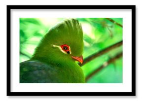 Guinea / Green Turaco (Tauraco Persa) in Birds Of Eden on the Garden Route in South Africa