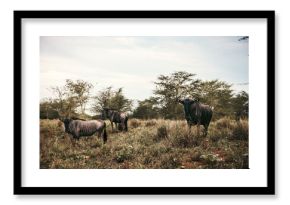 Wild wildebeest seen on safari in Kruger National Park. South Africa