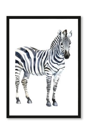 A watercolor illustration of a zebra, isolated on a white background. Animal vector. 