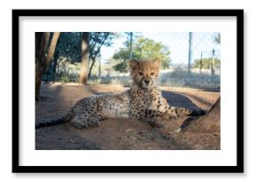Rescued cheetah, Otjiwarongo in Namibia, Africa