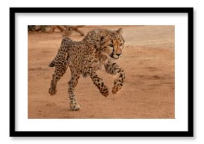 Rescued cheetah, Otjiwarongo in Namibia, Africa