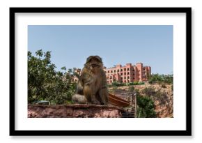 Monkey in a hill at Ouzoud, Morocco