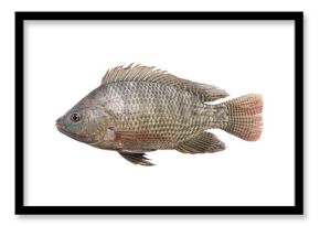tilapia fish isolated on white background.