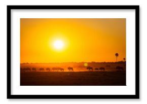 Gnu herd crossing plains at sunrise