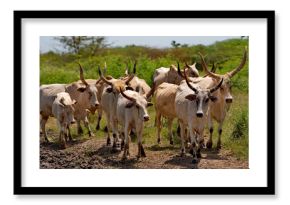 West Africa. Senegal. A herd of Zebu cows with large magnificent horns near a small lake go to drink.