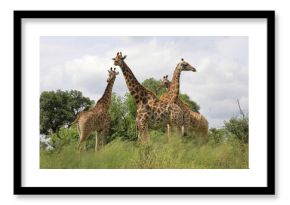 Giraffe / Giraffe / Giraffa camelopardalis