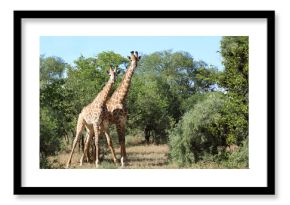 Giraffe / Giraffe / Giraffa camelopardalis