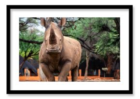 Wild african animals. Portrait of a male bull white Rhino grazing in Etosha National park, Namibia.