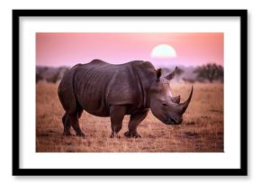 Rhinoceros in the Savannah at Dusk - 02