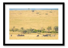 Zebras grazing on the golden savannah plains