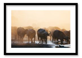Buffalo heard wandering towards a water whole near the Hwange Nationalpark in Zimbabwe in dusty conditions 