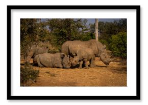 Four white rhinos in sunshine in clearing