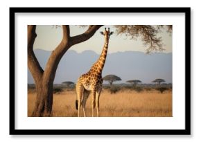 A giraffe stands in a field of tall grass next to a tree