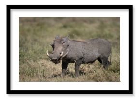 Large male warthog cleaing a path for his family