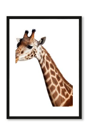Giraffe with long neck and gentle expression