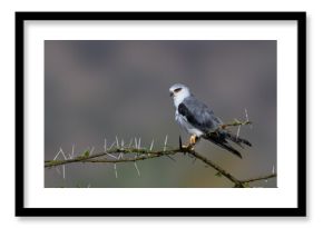 Black-winged Kite perched on a thorny acacia branch, staring intently with its striking red eyes