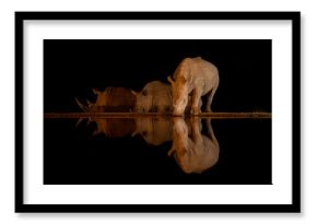 White rhinos reflected in waterhole at night