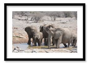Elefanti nella savana selvaggia , in botswana africa