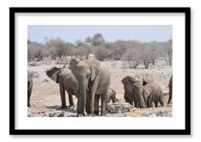 Elefanti nella savana selvaggia , in botswana africa