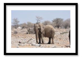 Elefanti nella savana selvaggia , in botswana africa