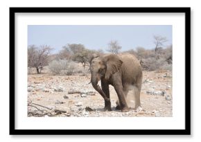 Elefanti nella savana selvaggia , in botswana africa