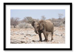 Elefanti nella savana selvaggia , in botswana africa