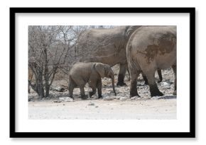 Elefanti nella savana selvaggia , in botswana africa