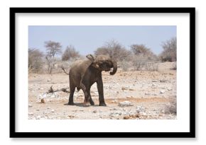 Elefanti nella savana selvaggia , in botswana africa