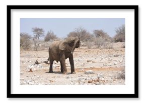 Elefanti nella savana selvaggia , in botswana africa