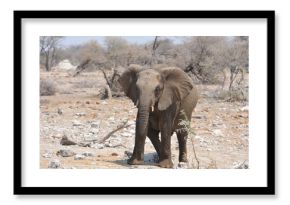 Elefanti nella savana selvaggia , in botswana africa