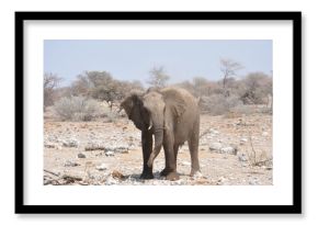Elefanti nella savana selvaggia , in botswana africa