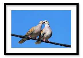 Zomertortel, Turtle Dove, Streptopelia turtur