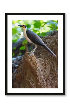 White-necked Picathartes, Picathartes gymnocephalus