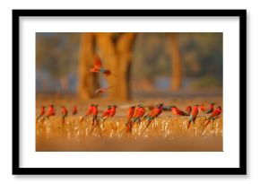 Bird colony, pink Northern Carmine Bee-eater, Botswana. Wildlife scene from Africa. Bee-eater with catch in the bill. Bird near the nest hole in river bank.