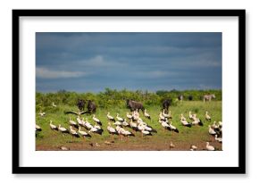 a flock of white storks