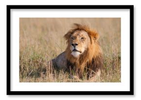 Lion (Panthera leo) male resting in the Masai Mara in Kenya