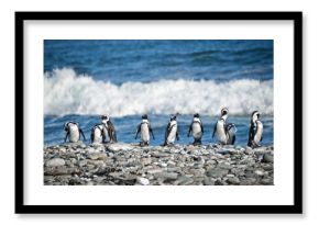 Funny penguins aligned on a pebble beach, ocean wave in the background, South Africa