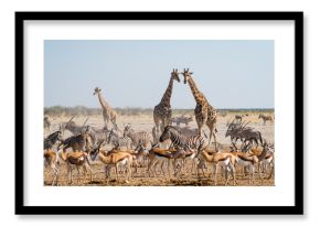 Wild animals congregate around a waterhole in Etosha National Park, northern Namibia, Africa. 