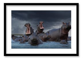 Africa, Botswana, Okavango Delta, Group of hippos in pond