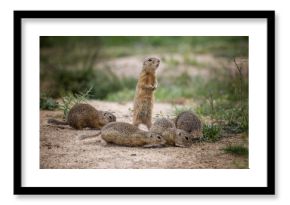 Ground squirrel